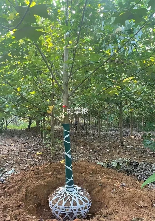 鹅掌楸