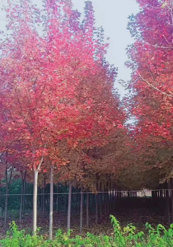美国红枫